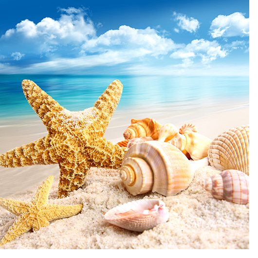 Las caracolas o conchas de mar, decorando nuestra vida