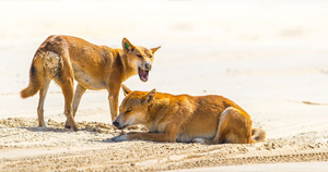 Dingos en la playa mas peligrosa del mundo