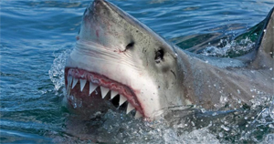 tiburon gran blanco la playa mas peligrosa del mundo
